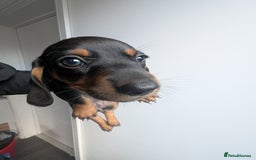 Dachshund dogs for sale: 8 week old Dachshunds  - Image 2