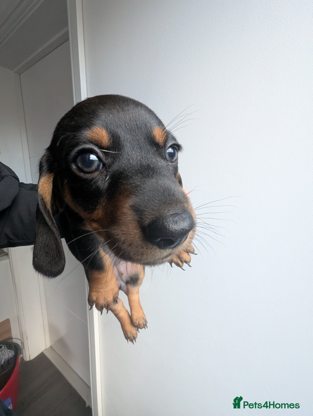 Dachshund dogs for sale: 8 week old Dachshunds  - Image 2