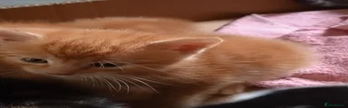 Mixed Breed Kitten 6