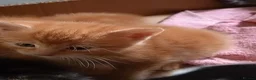 Mixed Breed cats for sale: Adorable beautiful kittens  - Advert 5