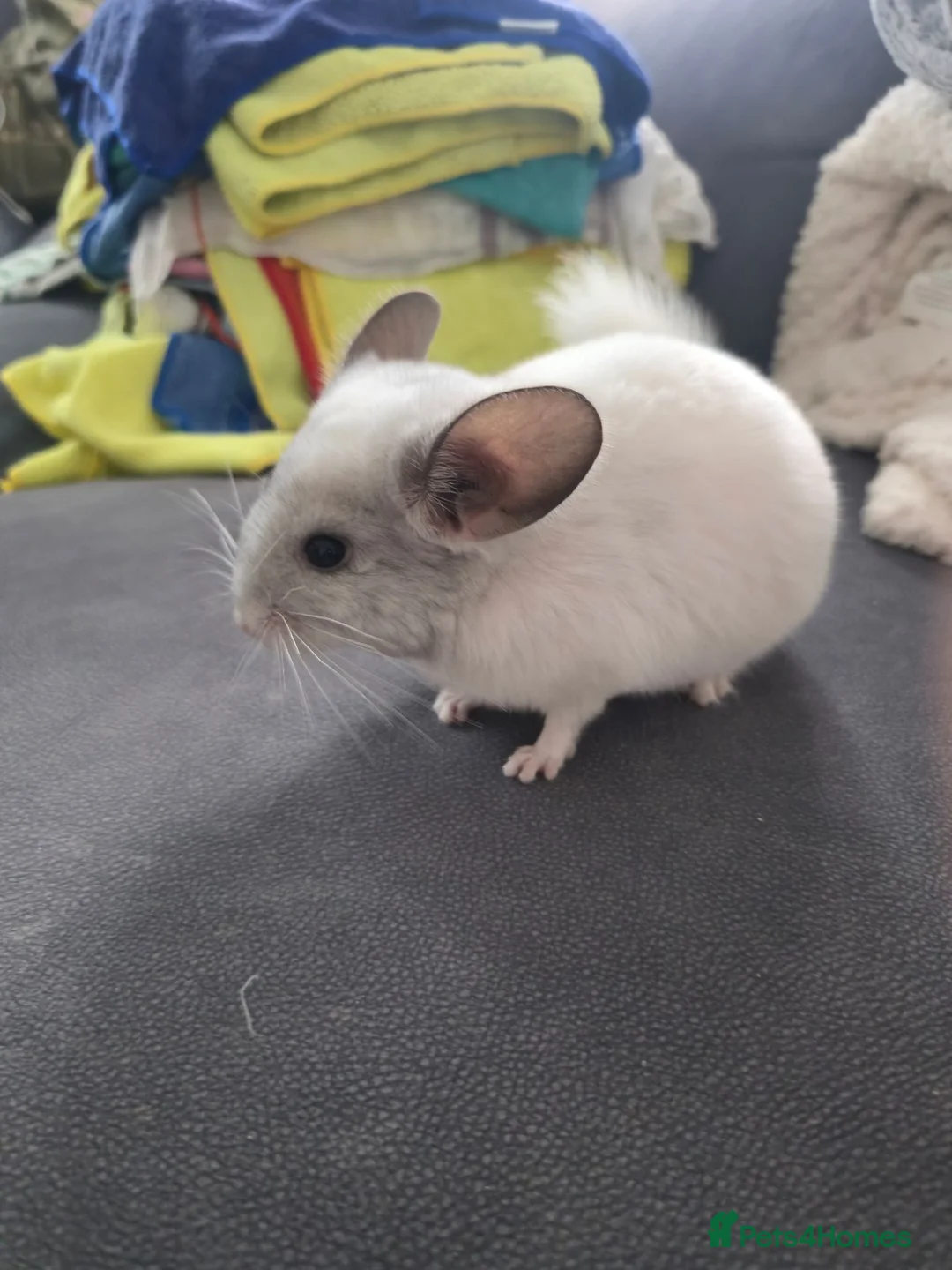 Chinchilla rodents for sale: Chinchillas for sale  - Advert 2