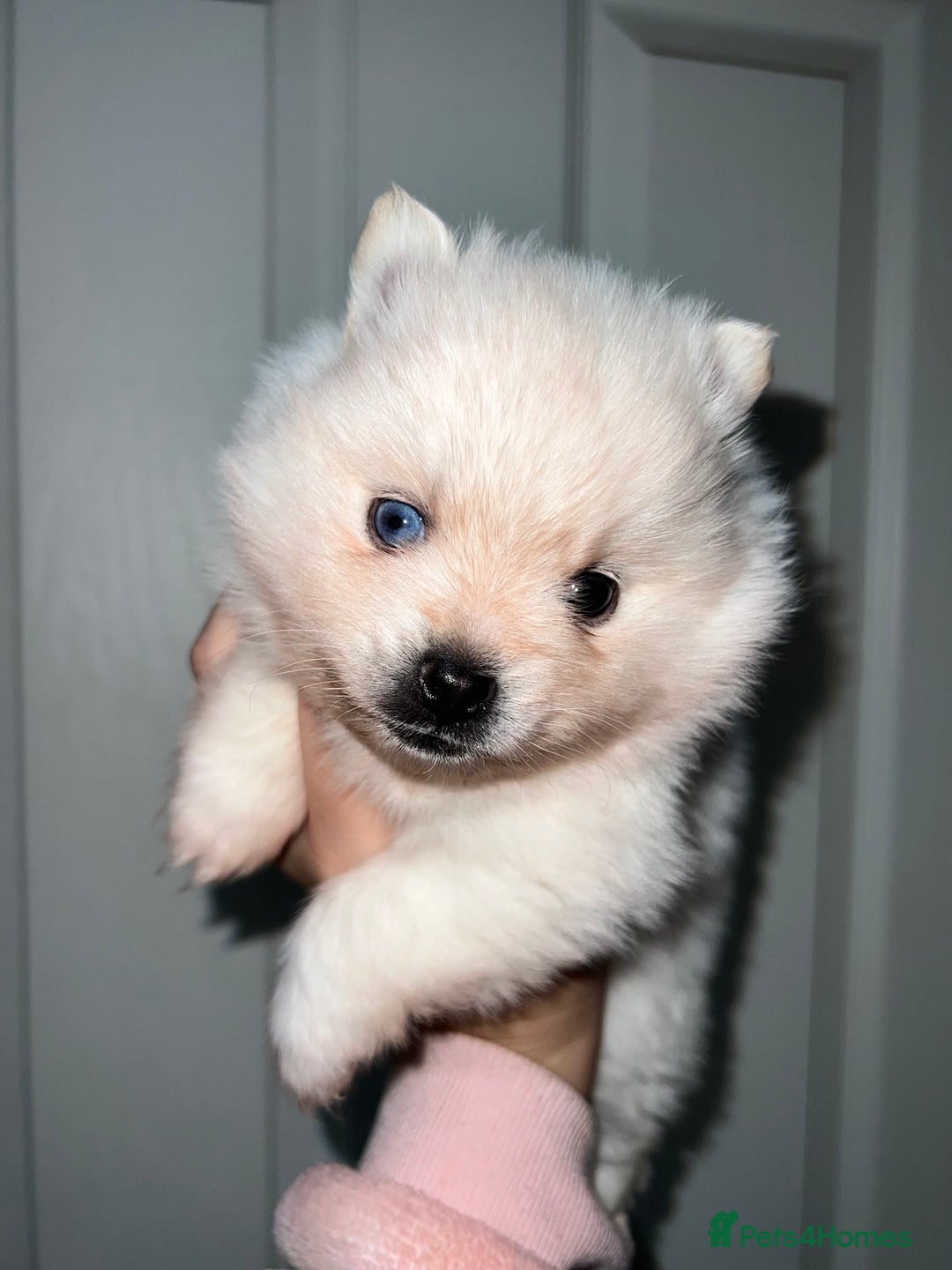 Pomsky dogs for sale: F4 Toy Pomsky Puppies - Advert 6