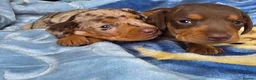 Miniature Dachshund dogs for sale: Mini dachshund girl in Tonbridge - Advert 5