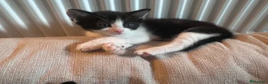 Mixed Breed Kitten 1