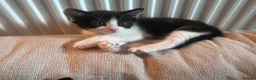 Mixed Breed cats for sale: 2 Male & 2 Female Mixed Breed Kittens - Advert 3