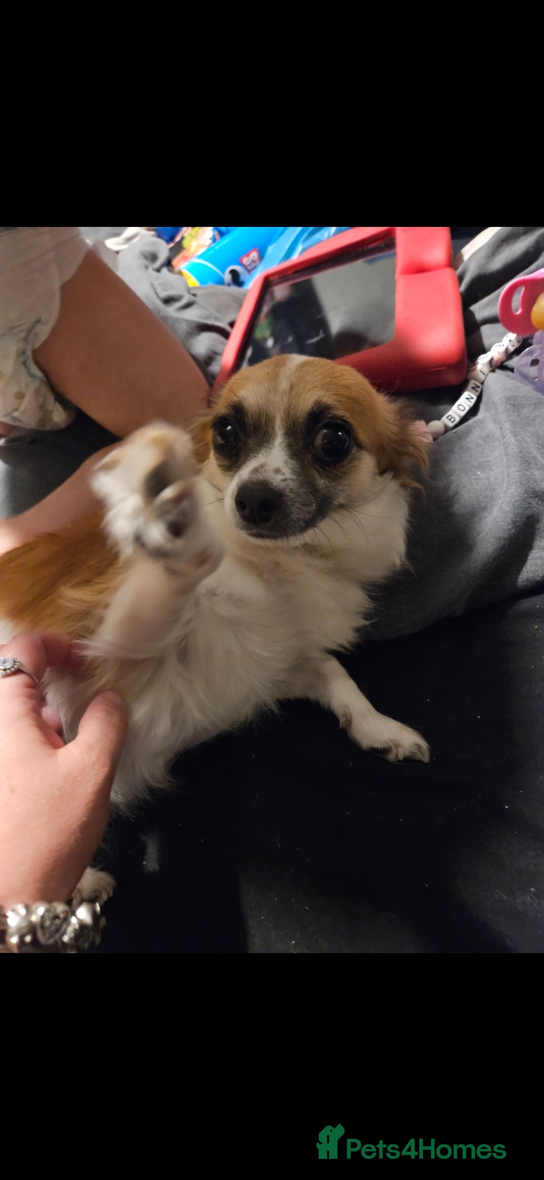 Chiweenie dogs for sale: Chihuahua cross dachshund  - Image 2