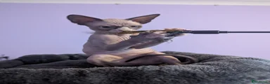 Sphynx 3 - Girl