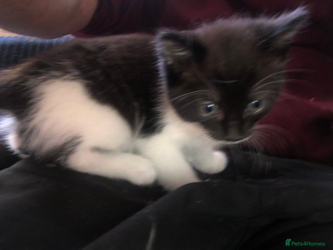 Mixed Breed cats for sale: 3 x Gorgeous Kittens - Image 5