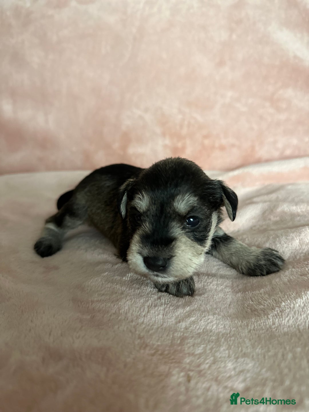 Miniature Schnauzer dogs for sale: OUTSTANDING CHAMPION LINES PUPPIES  - Advert 14