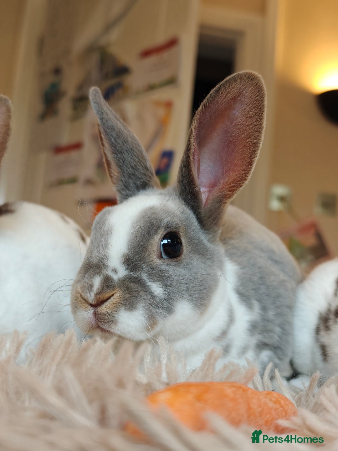 Rex rabbits for sale: Mini Rex Does - Advert 2