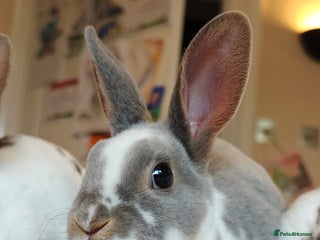 Rex rabbits Mixed litter of Mini Rex - Advert 9