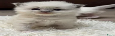 Ragdoll 1