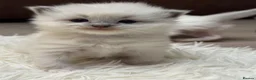 Ragdoll cats for sale: GCCF registered Ragdoll kittens - Advert 15