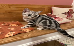 British Shorthair cats for sale: Silver Tabby BSH GCCF registered Kittens - Image 16