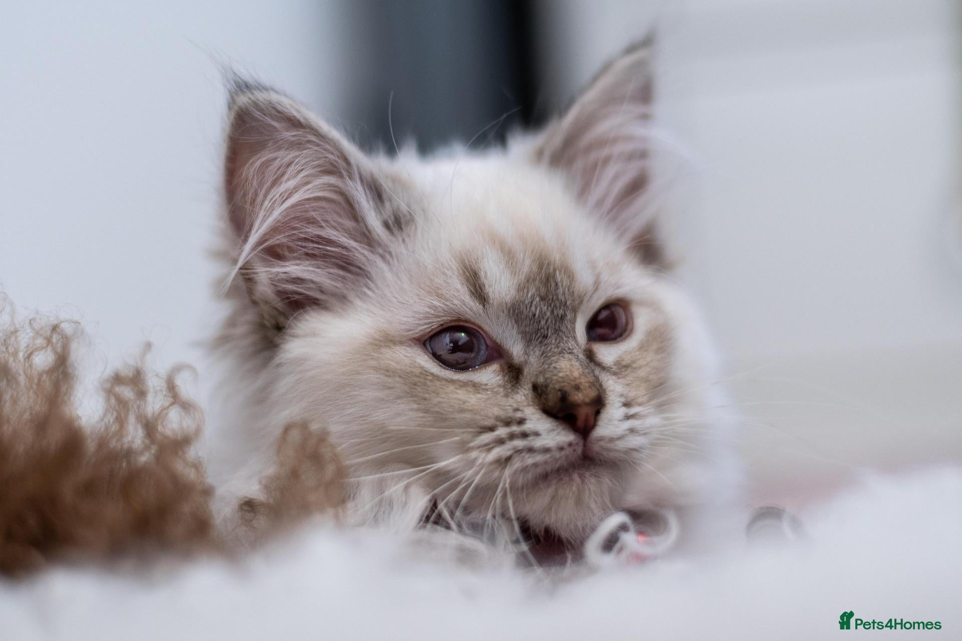 Ragdoll cats Adorable, Purebred GCCF Registered Ragdoll Kittens - Advert 2