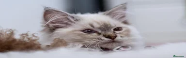1)	Sir Maximus, Seal Lynx point