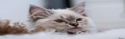Ragdoll cats for sale: Adorable, Purebred GCCF Registered Ragdoll Kittens in London - Advert 2