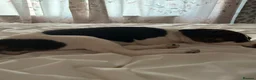 Jack Russell dogs for sale: Beautiful female jack Russell puppy  - Advert 3
