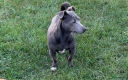 Jack Russell dogs for sale: Jack Russell female  - Image 1