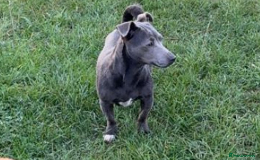 Jack Russell dogs for sale: Jack Russell female  - Image 1