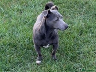 Jack Russell dogs - Advert 29