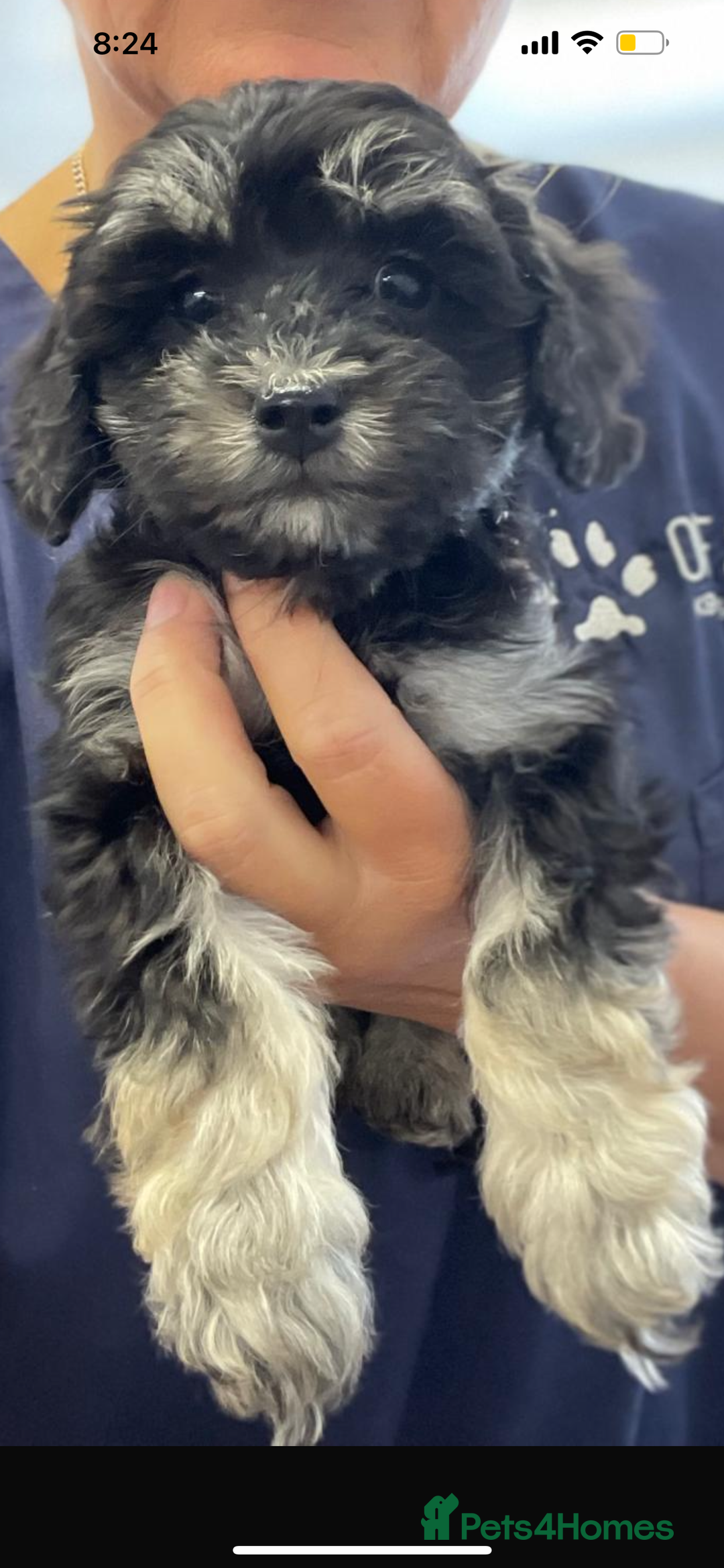 Toy Poodle dogs for stud: Phantom Toy Poodle KC registered North East Stud in Whitley Bay - Advert 11