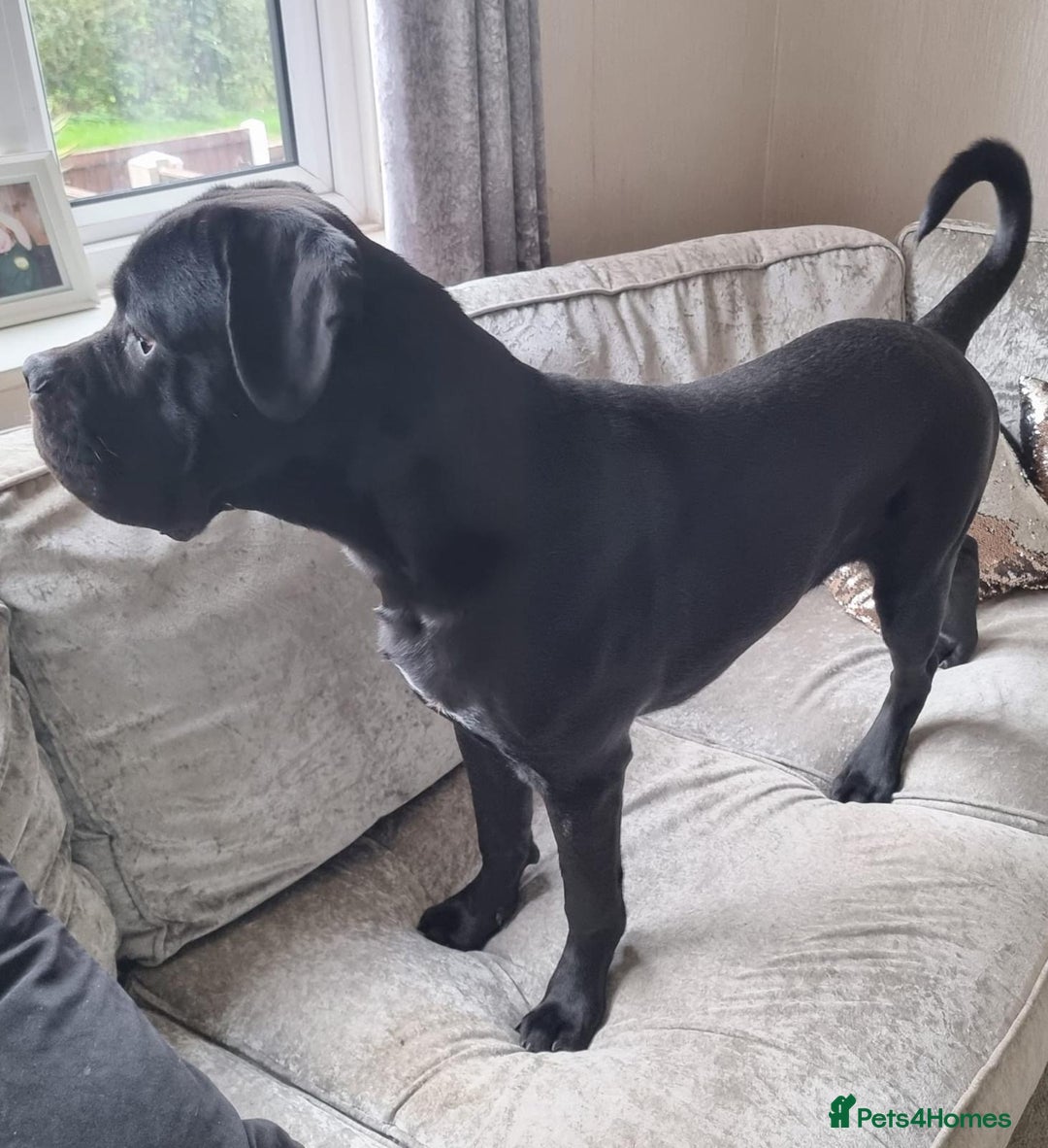 Cane Corso dogs for sale: Stunning Male Cane Corso for sale - 8 months - Image 4