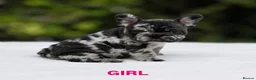 French Bulldog dogs for sale: 🌟FRENCH BULLDOG PUPPIES🌟 - Advert 4