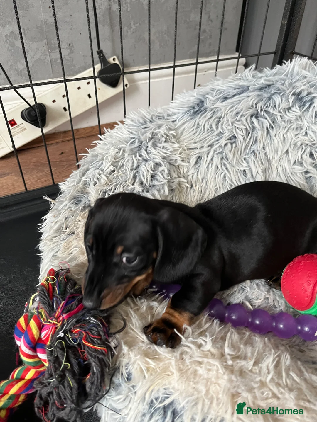 Miniature Dachshund dogs for sale: £700 KC registered and fully vaccinated  - Advert 1