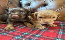 Cocker Spaniel dogs for sale: Stunning KC Working Cocker Spaniel Puppies - Image 25