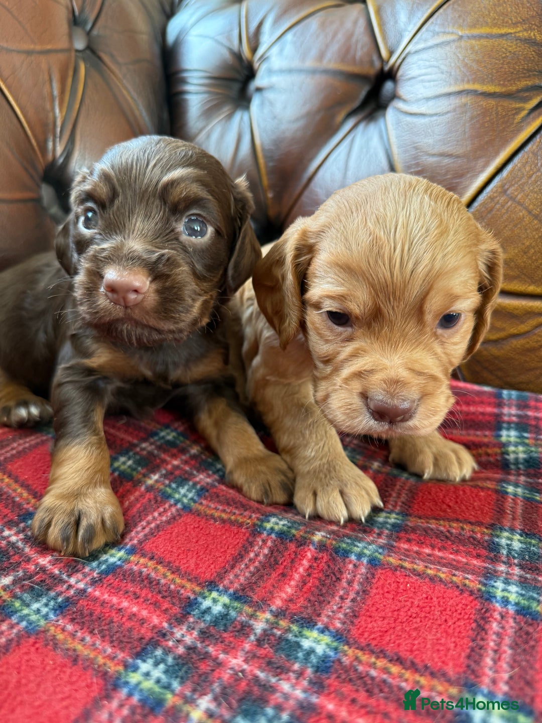 Cocker Spaniel dogs for sale: Stunning KC Working Cocker Spaniel Puppies - Image 25