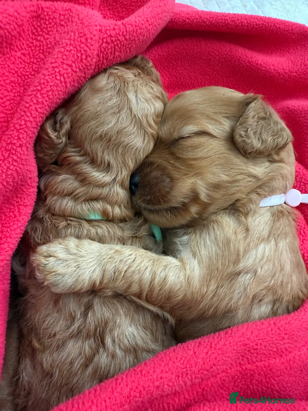 Cavapoo dogs for sale: F2 cavapoo puppies  - Advert 1