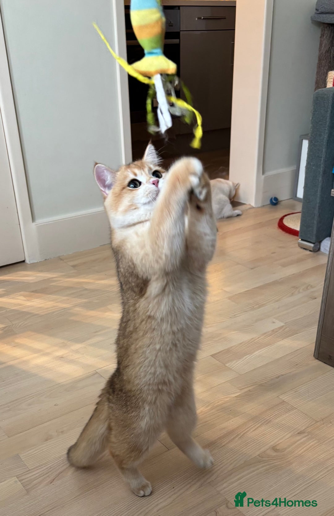 British Shorthair cats for sale:  Golden British Shorthair kittens  in London - Image 4