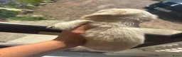 Miniature Dachshund dogs for sale: Cream miniature dachshund  - Advert 6