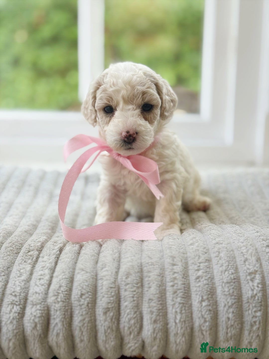 Cavapoochon dogs for sale: Cavapoochon puppies  - Image 15