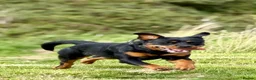 Rottweiler dogs for sale: Athena sweet girl Looking for Loving Home - Advert 2
