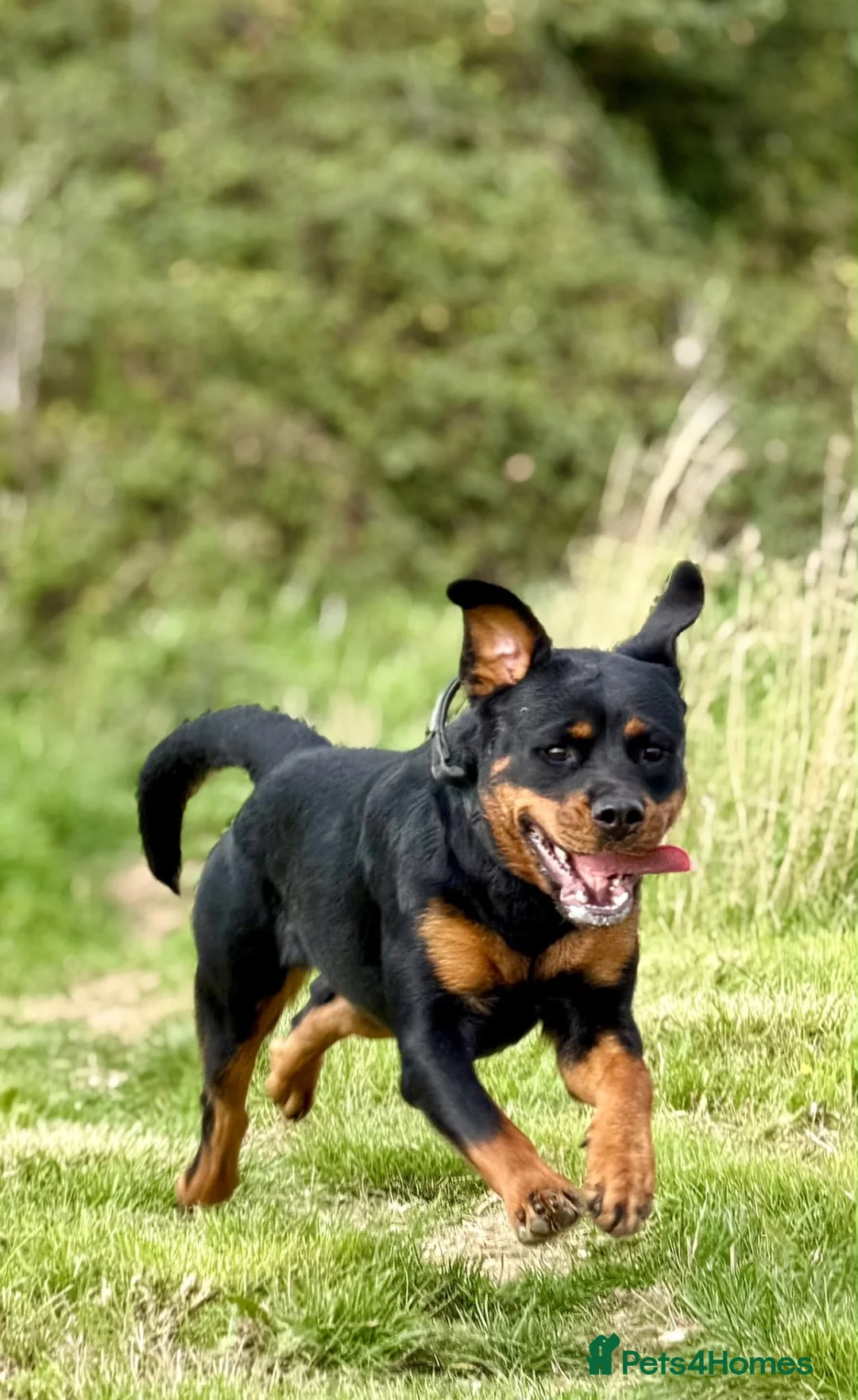 Rottweiler dogs for sale: Athena sweet girl Looking for Loving Home - Advert 2