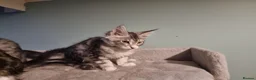 Maine Coon cats for sale: LAST 2 BEAUTYFULL KITTENS Tica Reg.!! - Advert 21