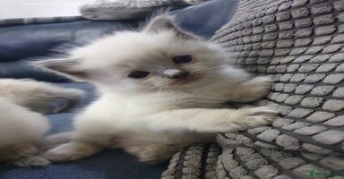 Ragdoll cats - Advert 3