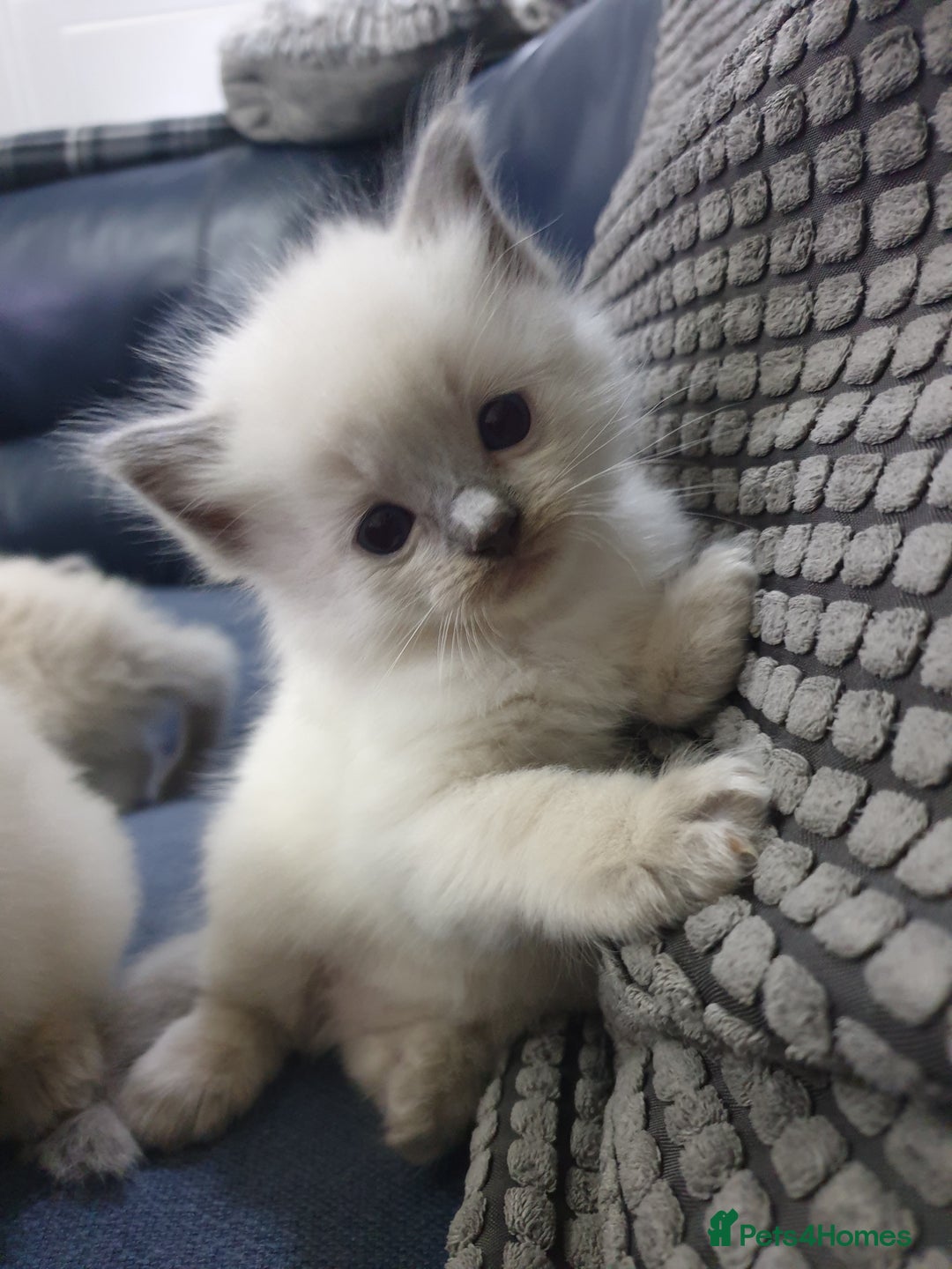 Ragdoll cats for sale: Ready to collect-Blue Point Kittens-Vaccinated - Image 7