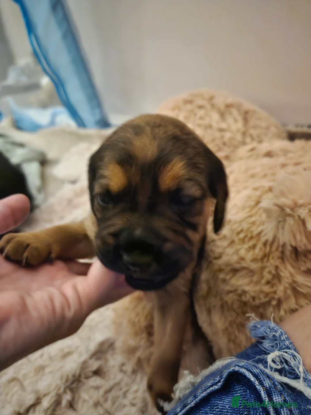 Mixed Breed dogs for sale: 4 beautiful pups for sale - Advert 6