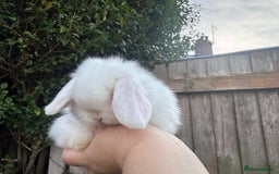 Mini Lop rabbits for sale: TOP QUALITY baby mini lops - Image 3