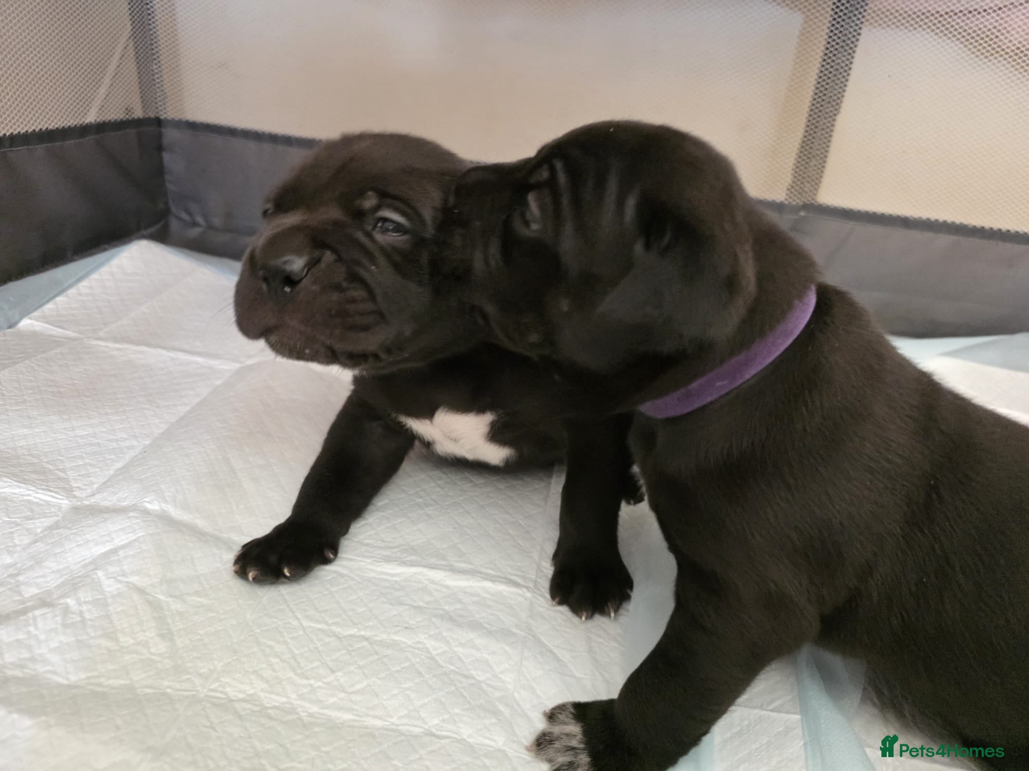 Cane Corso dogs Healthy, Chunky Cane Corso pups 3 weeks old - Advert 5