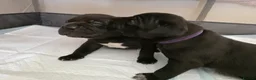 Cane Corso dogs for sale: 6 week old beautiful Cane corso babies  - Advert 1