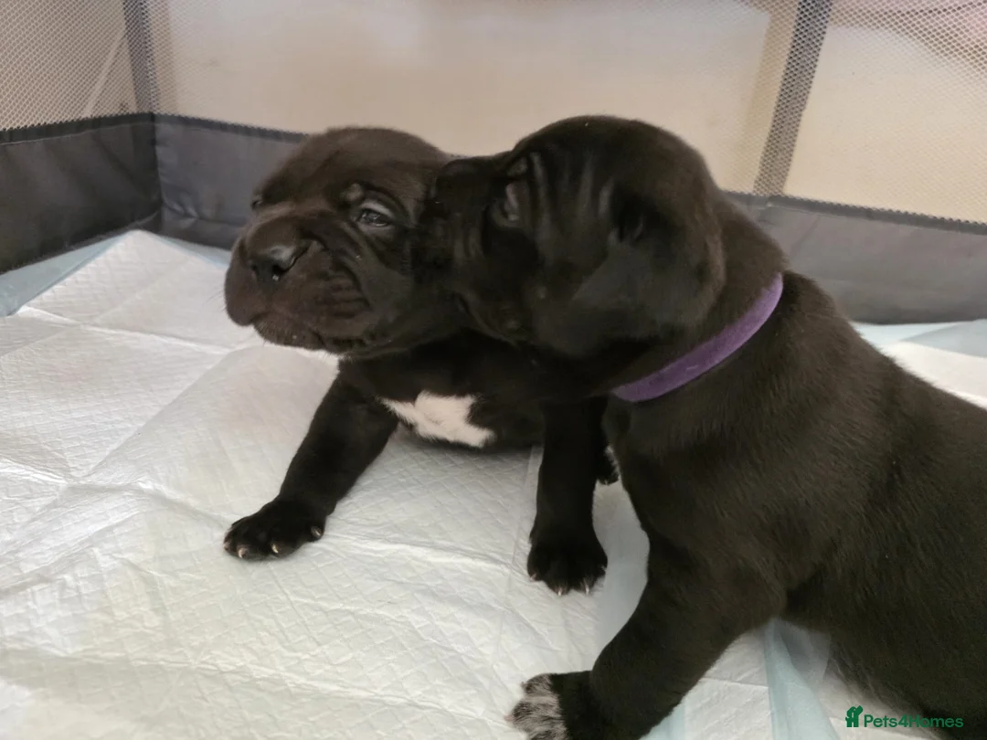 Cane Corso dogs for sale: 6 week old beautiful Cane corso babies  - Advert 1