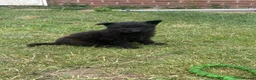 German Shepherd dogs for sale: German shepherd puppies READY NOW - Advert 10