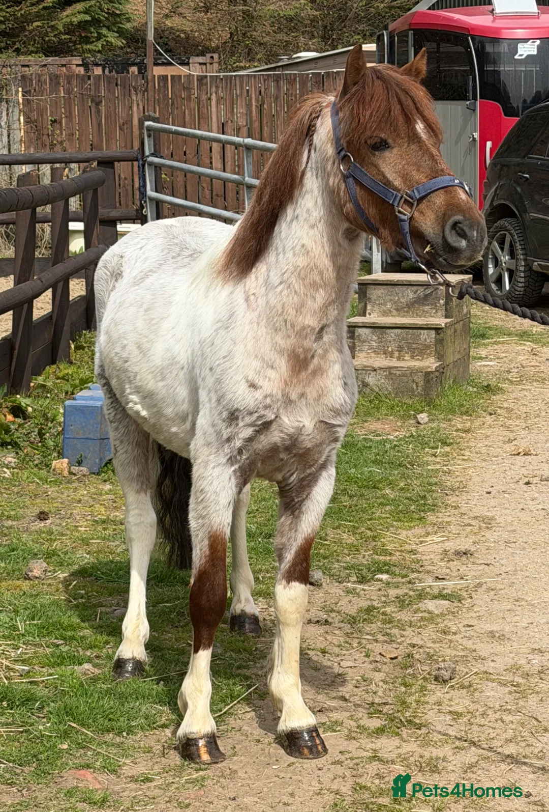 Welsh Section B horses for sale: Stunning Young Show Type Gelding  - Advert 6