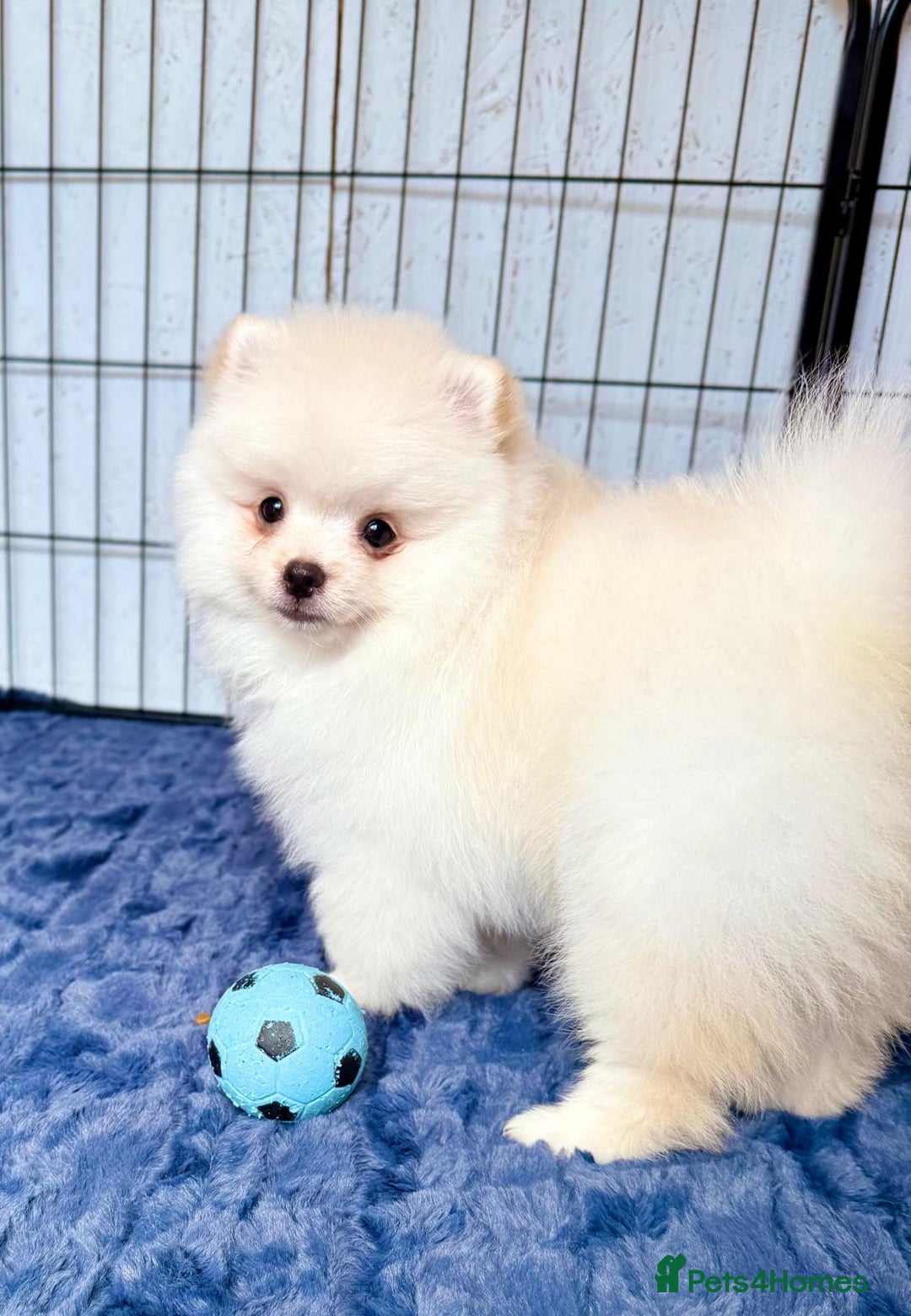 Pomeranian dogs for sale: 🐾✨ Rare White Extra Tiny Size Pomeranian Puppies  - Image 13