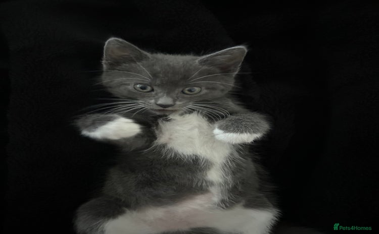 Mixed Breed cats for sale - Advert 1
