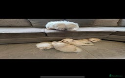 Maltipoo dogs for sale: Beautiful Maltipoo’s - Image 5